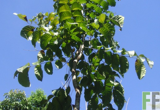 Los Monos IV 2006, Caoba