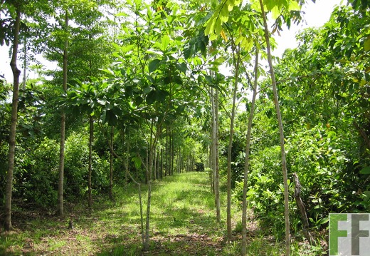 Los Monos IV 2005, Mischwald