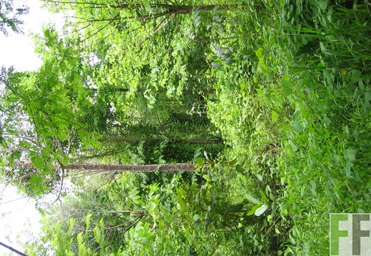 Los Monos IV 2005, Cedro Espino