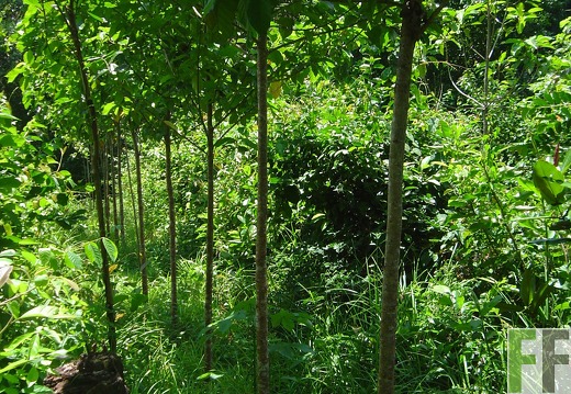 Los Monos IV 2004, Zapatero