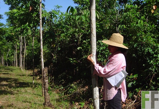 Los Monos IV 2004, Almendro