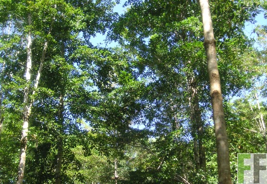 Los Monos III 2006, Amarillo