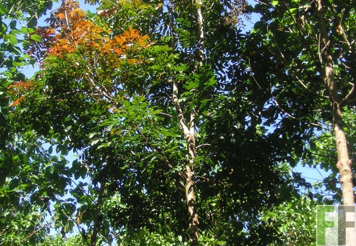 Los Monos III 2006, Caoba