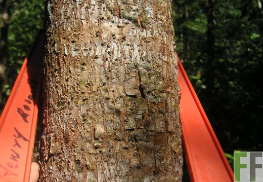 Los Monos III 2006, Zapaterostamm