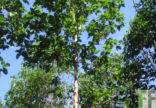 Los Monos III 2006, Zapatero