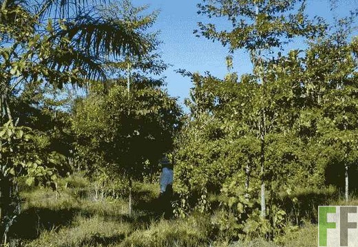 Los Rios II 2003, Mischwaldaufforstung