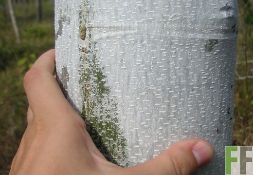 Los Rios II 2006, Almendrostamm