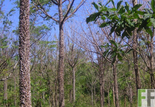 Los Rios II 2006, Cedro Espino