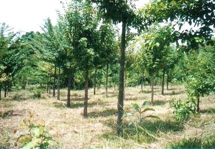 Los Rios I 2003, Cedro Espino