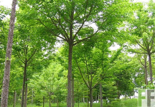 Los Rios I 2005, Cedro Espino