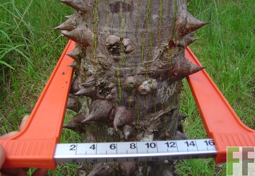 Los Rios I 2004, Vermessung Cedro Espino