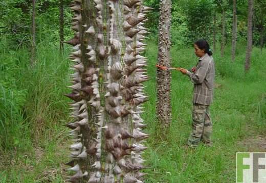 Los Rios I 2004, Cedro Espino