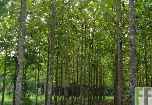 Los Rios I 2004, Teak