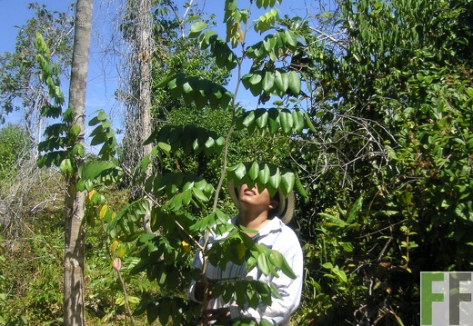La Luna II 2006, Cocobolo