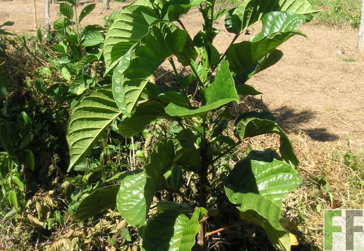 La Luna II 2006, Zapatero