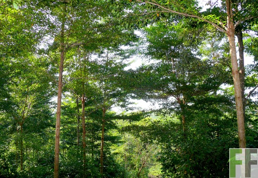 La Luna I 2010, Amarillo