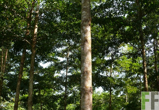 La Luna I 2010, Amarillo