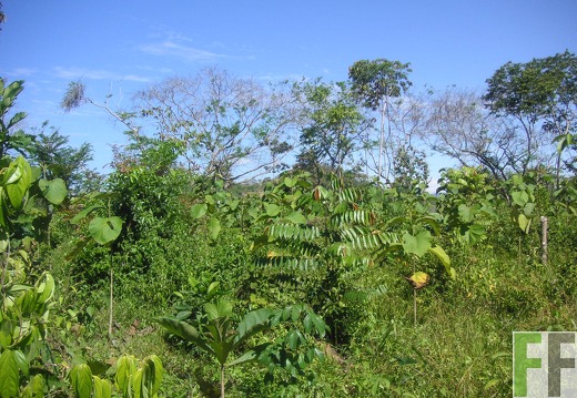 La Luna I 2006, Teak