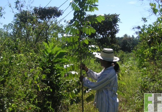 La Luna I 2006, Cocobolo