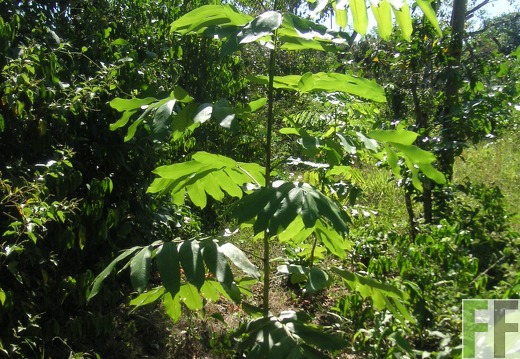 La Luna I 2006, Almendro