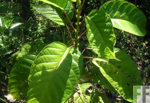 La Luna I 2006, Zapatero