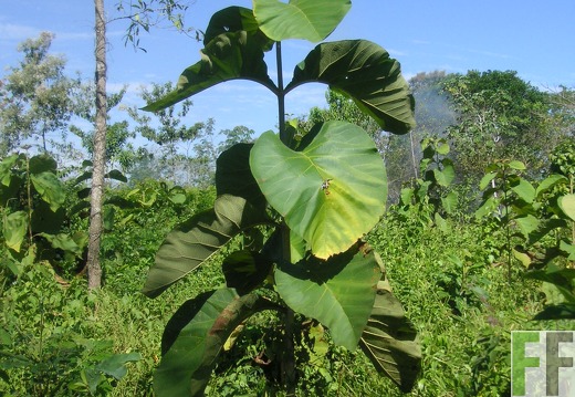 La Luna I 2006, Teak