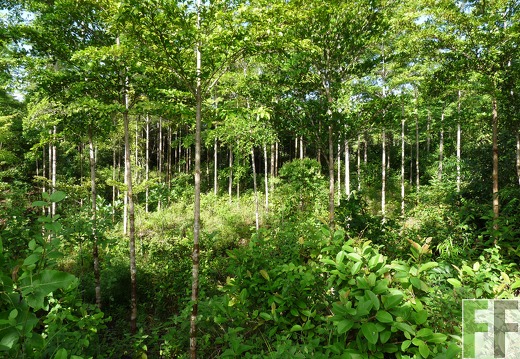 Jala 2009, Amarillos