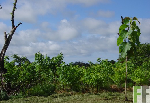 Jala 2004, Cedro Espino und Teak