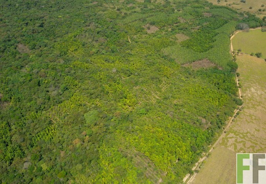 Los Monos 2010, Mischwald