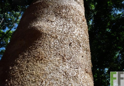 Los Monos I 2009, Almendro