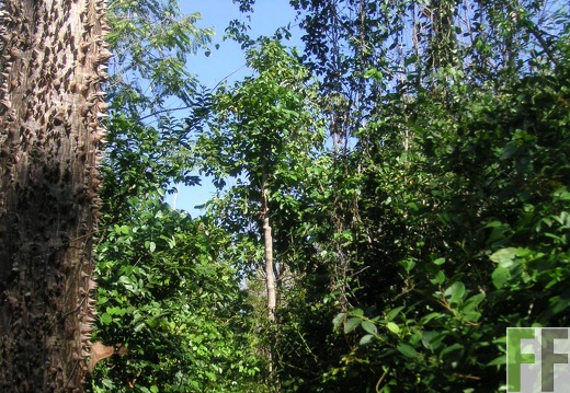 Los Monos I 2006, Cedro Espino