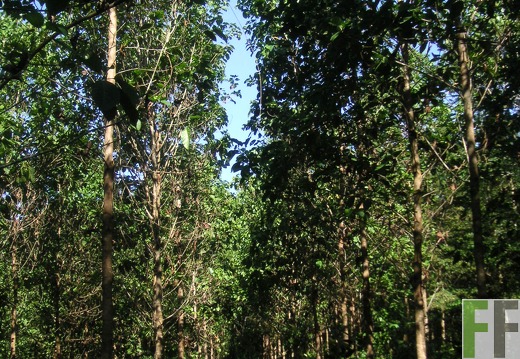 Los Monos I 2006, Zapatero