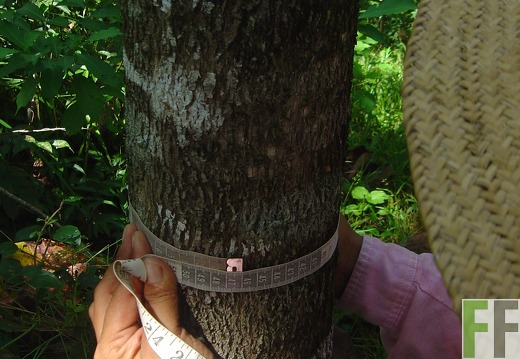 Los Monos I 2004, Teak