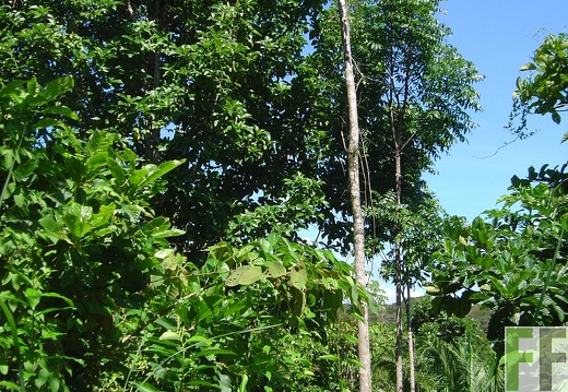 Los Monos I 2004, Almendro