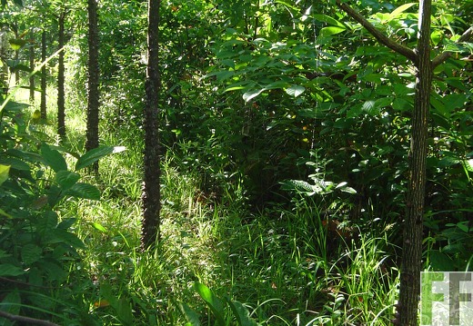 Los Monos I 2004, Cedro Espino