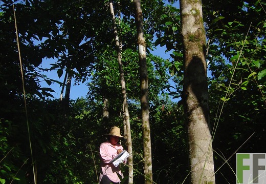 Los Monos I 2004, Almendro