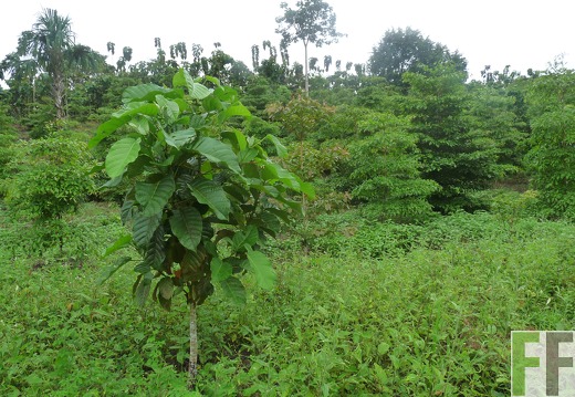 Metetí I 2009, Zapatero, Amarillos