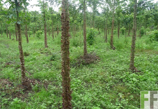 Metetí I 2009, Cedro Espino