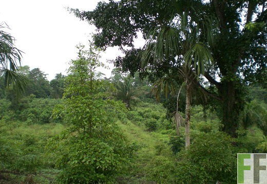 Metetí I 2009, Amarillo