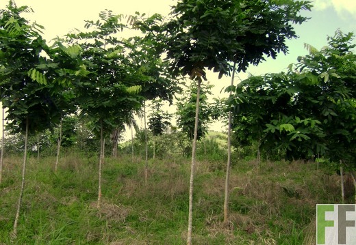 Las Huacas 2009, Almendro