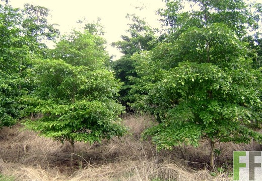 Las Huacas 2009, Amarillo