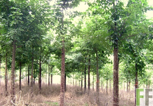 Las Huacas 2009, Cedro Espino