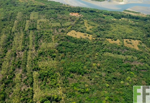 Pampanillo / Los Monos 2010