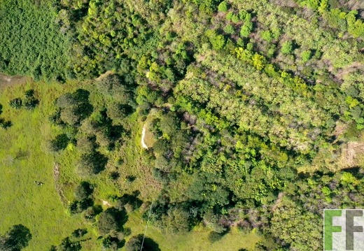 Pampanillo 2010, Mischwald