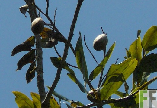 Pampanillo, Almendrosamen