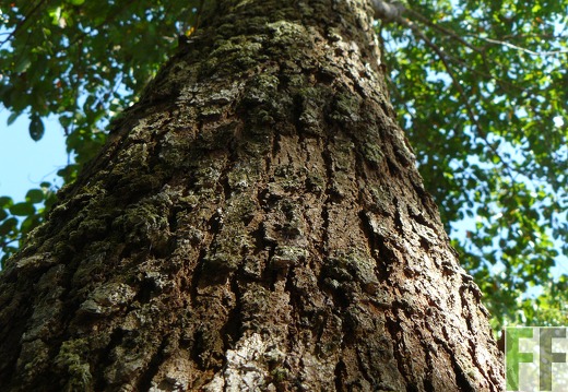 Pamapanillo 2010, Amarillo