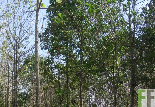 Pampanillo 2006, Zapateros