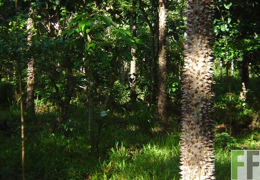 Pampanillo 2006, Cedro Espino
