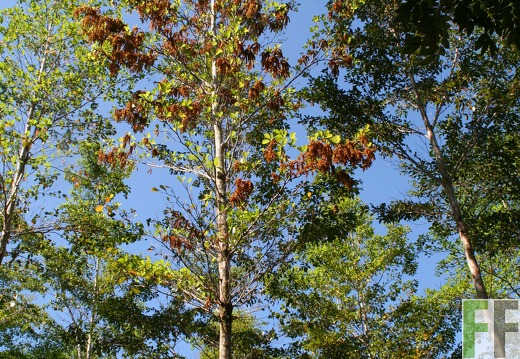 El Espejo 2010, blühender Amarillo