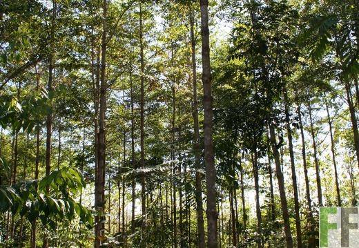 El Espejo 2010, Amarillos